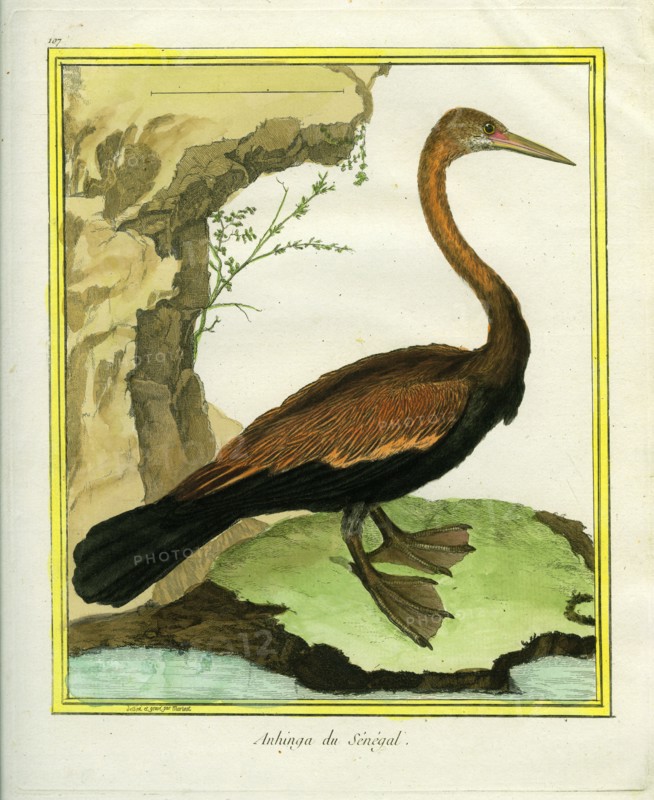 Senegalese Anhinga