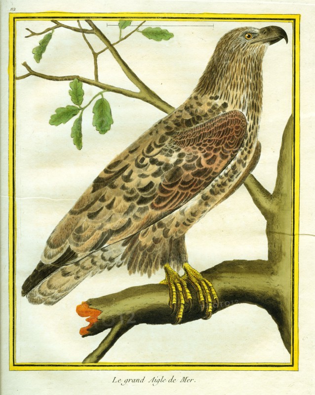 Sea Eagle