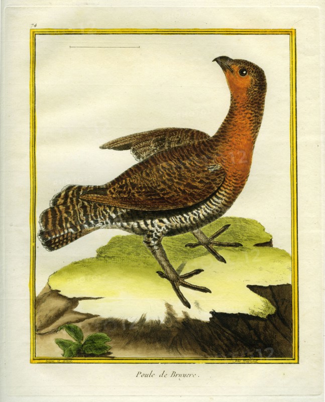 Capercaillie