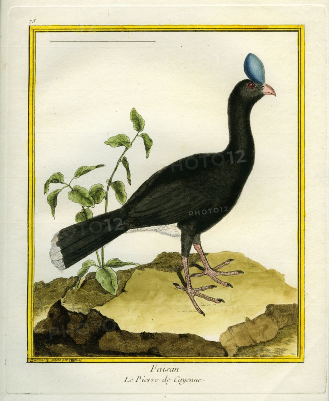 Faisan Le Pierre de Cayenne