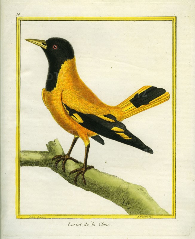 Chinese Oriole