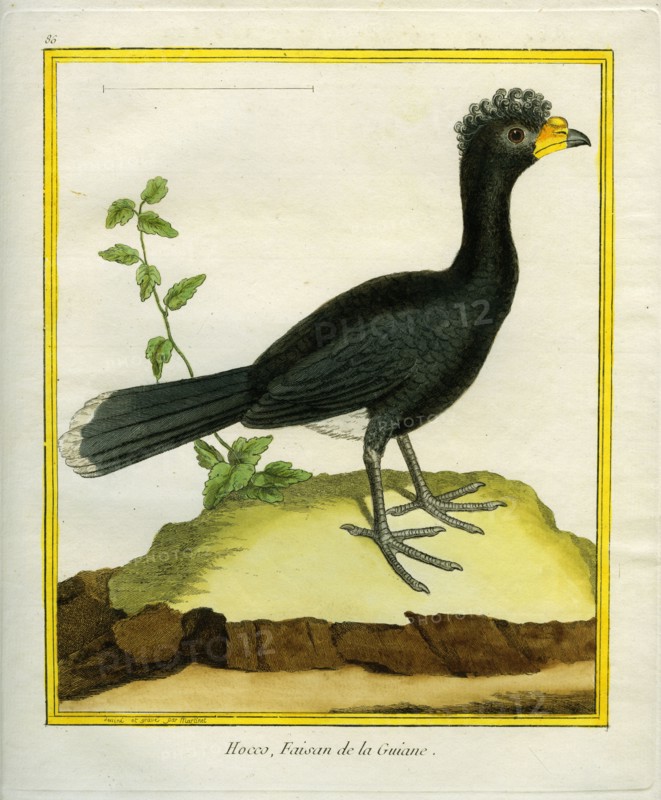 Yellow-knobbed Curassow
