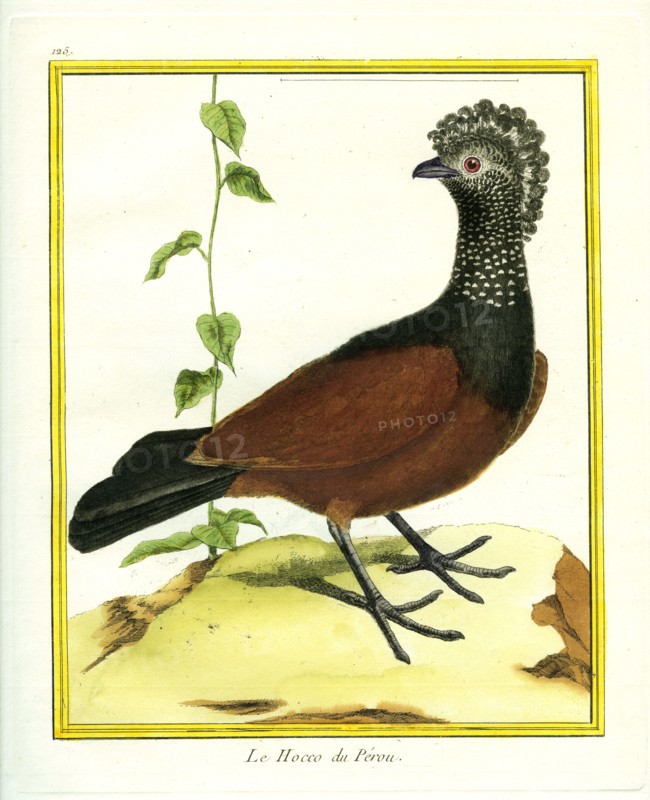 The Black Curassow