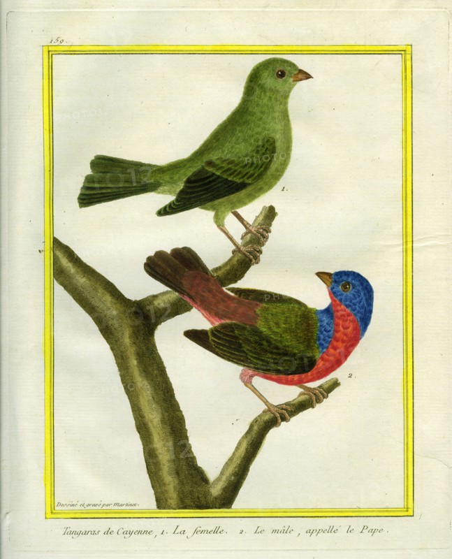 Tangaras de Cayenne