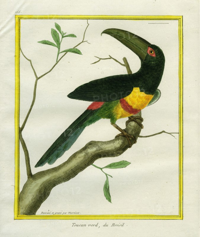 Green-billed Toucan