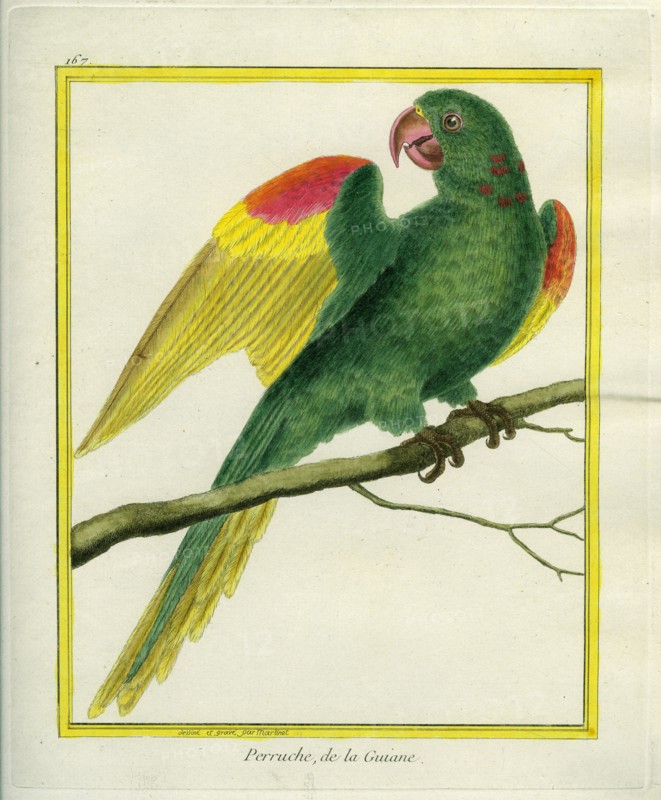 Perruche de la Guyane