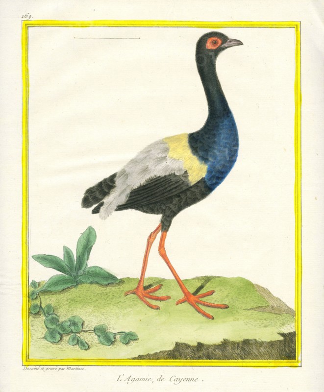 Grey-winged Trumpeter