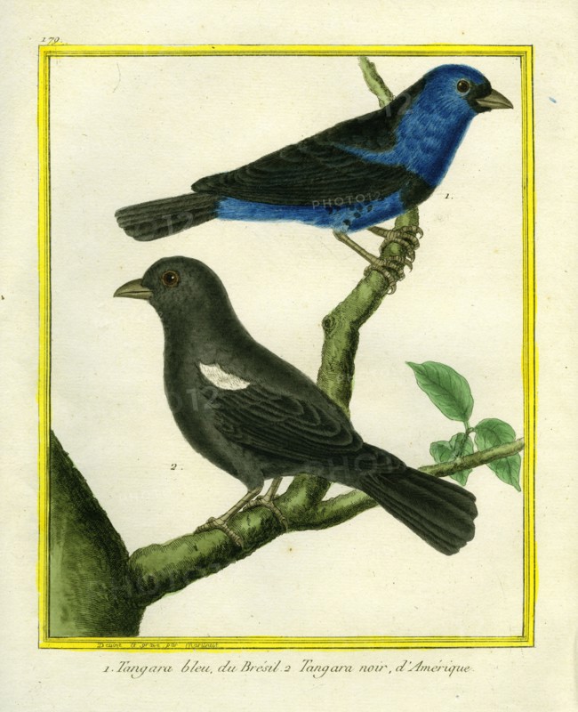 Tangara bleu du Brésil et Tangara noir d'Amérique