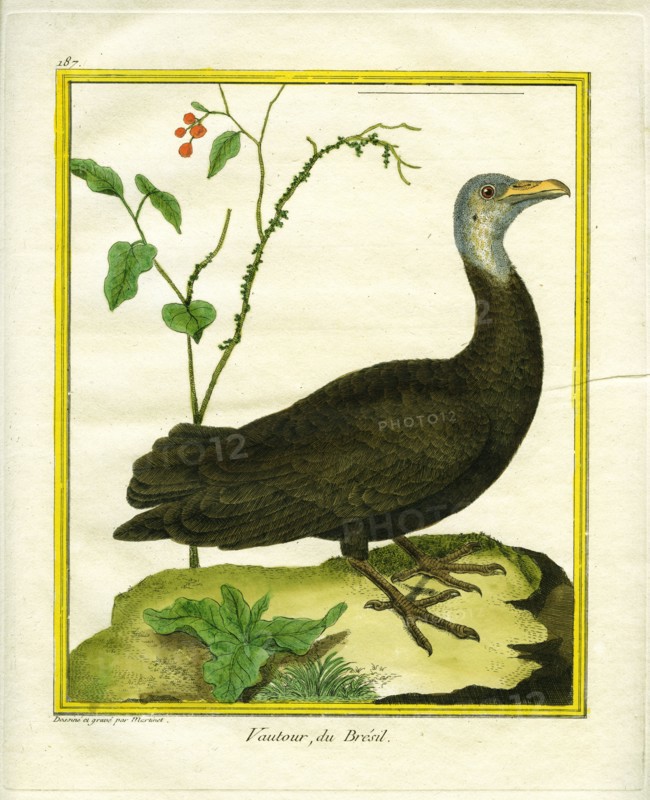 Brazilian Vulture