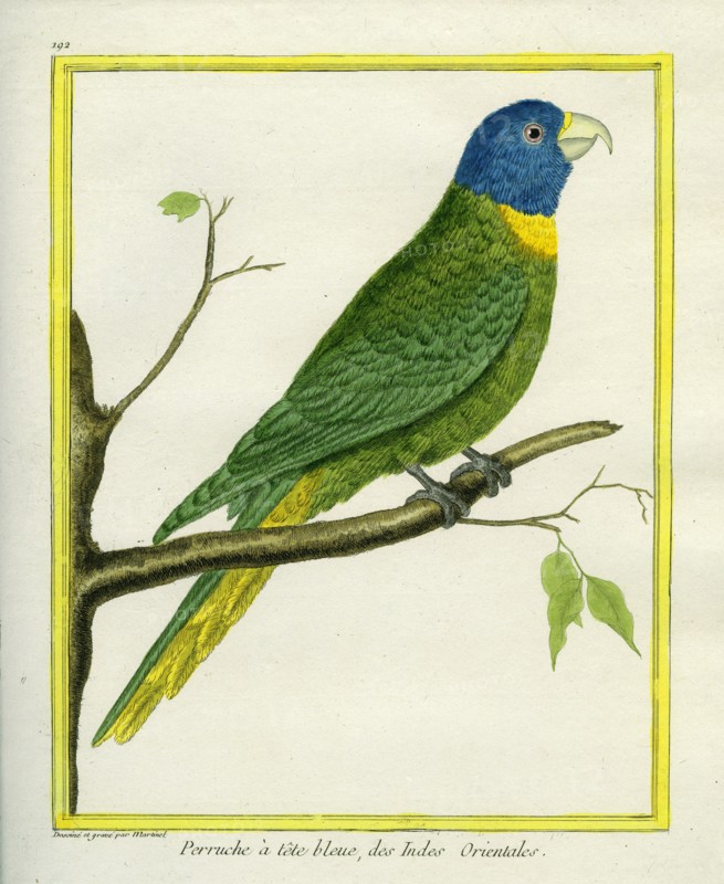 Perruche à tête bleue des Indes Orientales