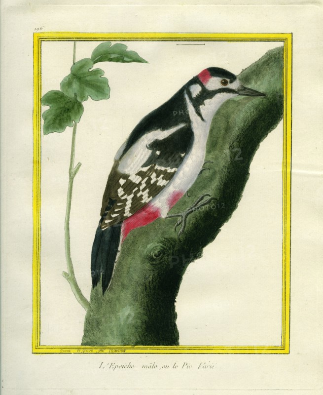 Male Great Spotted Woodpecker
