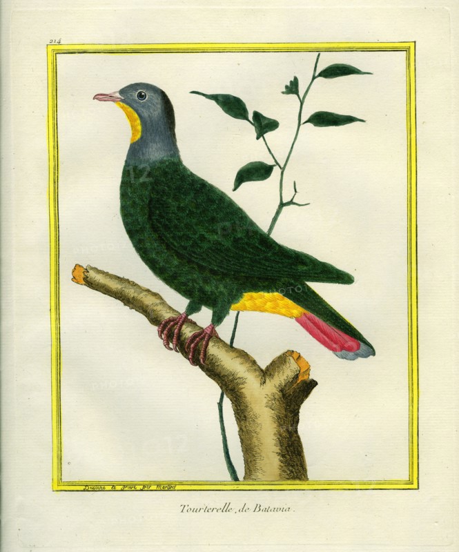 Black-naped Fruit-Dove