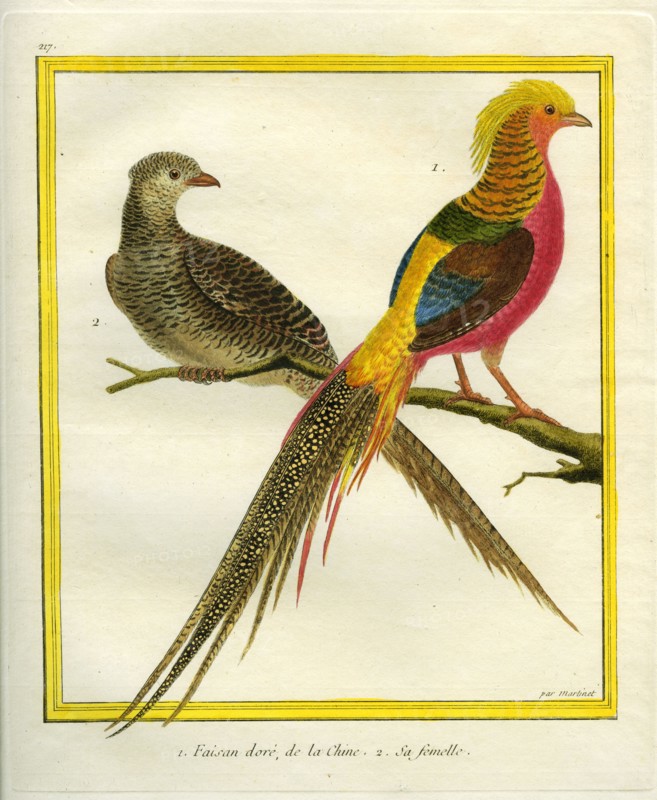 Golden Pheasant