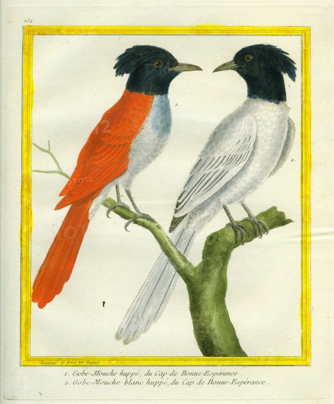 Black-headed Paradise Flycatcher qnd White-bellied Crested Flycatcher