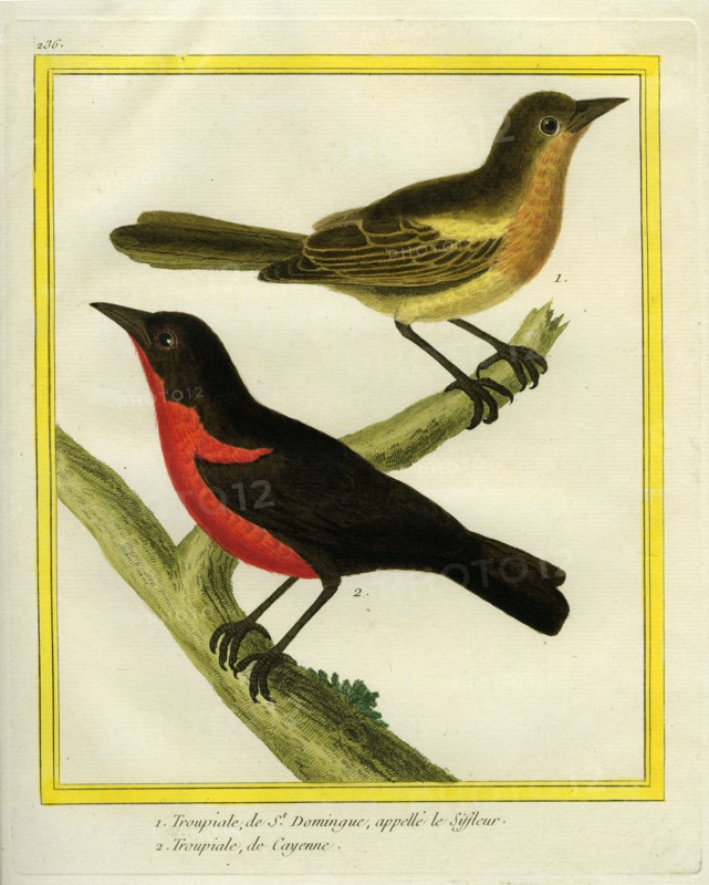 Troupiale de Saint-Domingue et Troupiale de Cayenne