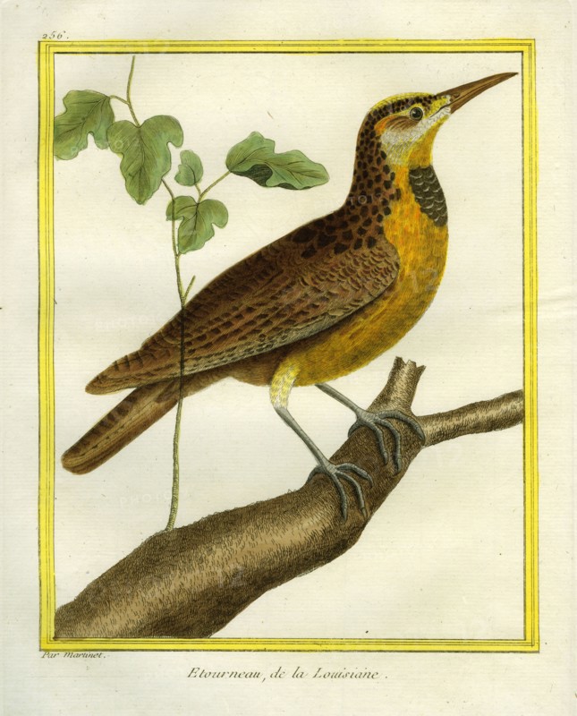 Common Starling