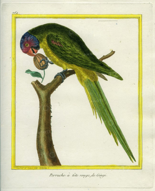 Red-crowned Parrot