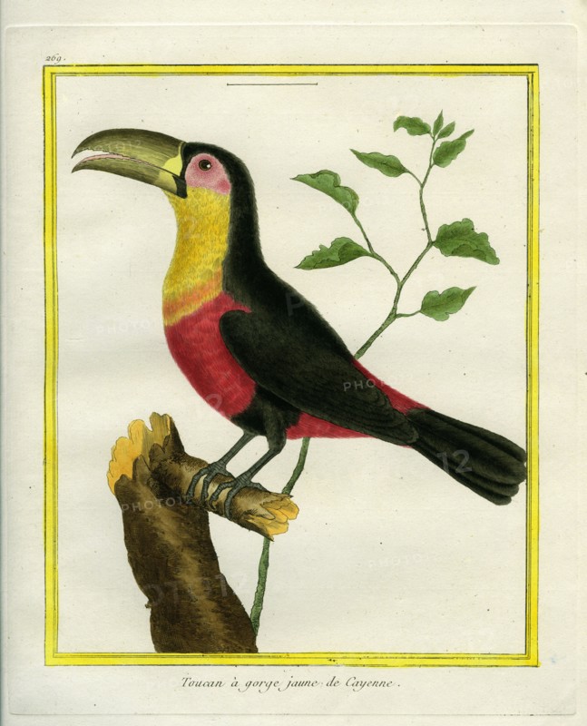 Toucan à gorge jaune de Cayenne