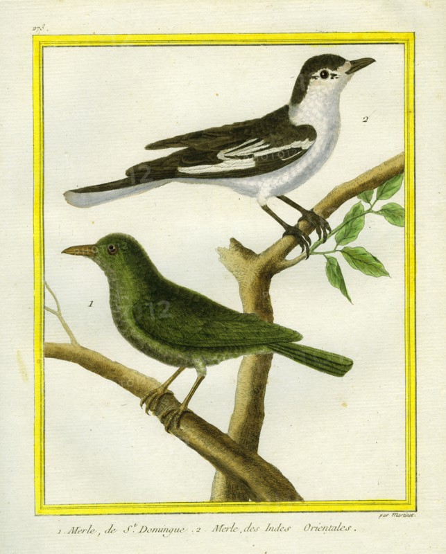 Merle de Saint-Domingue et Merle des Indes Orientales
