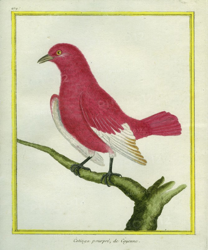 Cotinga pourpré de Cayenne