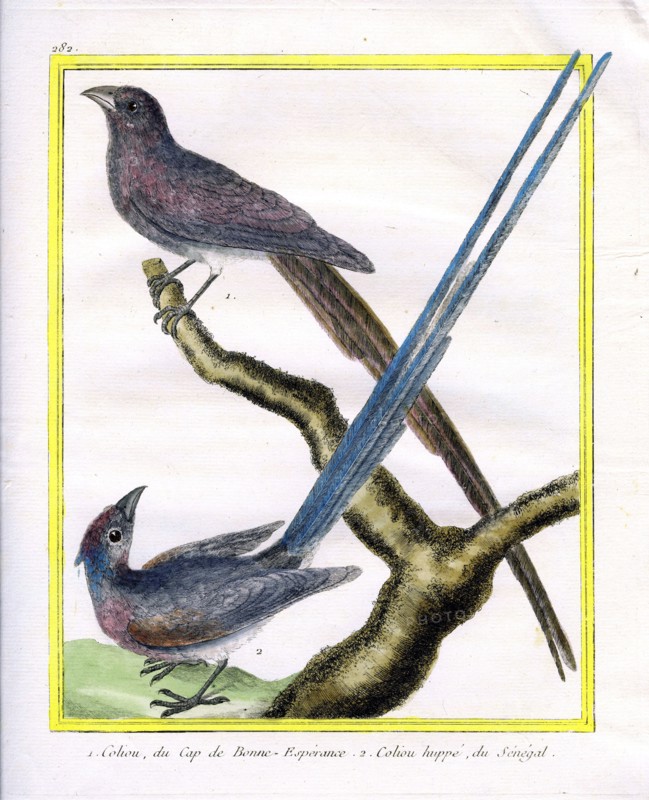 Coliou du Cap de Bonne-Espérance et Coliou huppé du Sénégal