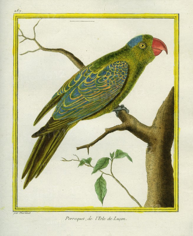 Blue-naped Parrot