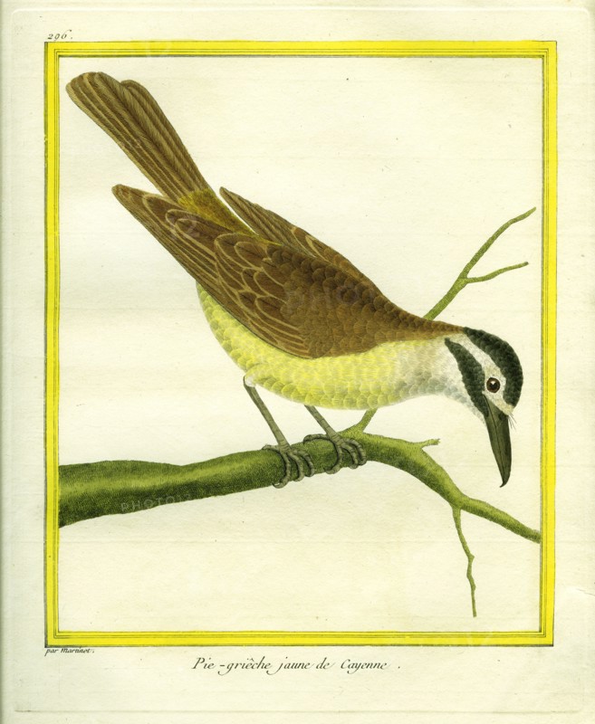 Pie-grièche jaune de Cayenne