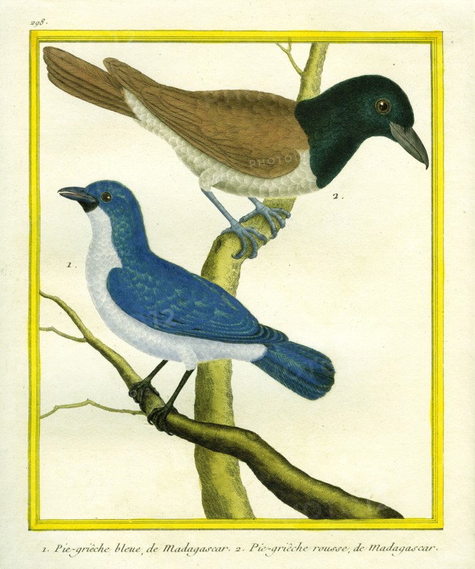 Blue Vanga and Rufous Vanga
