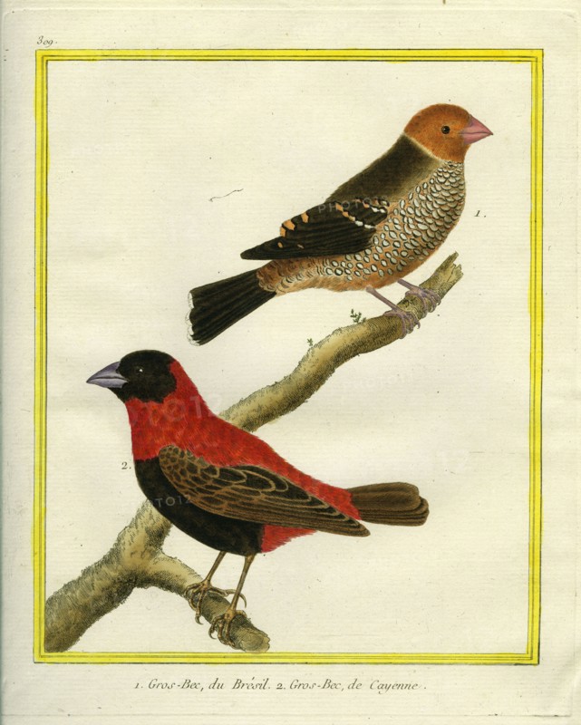 Brazilian Tanager and White-fringed Antwren