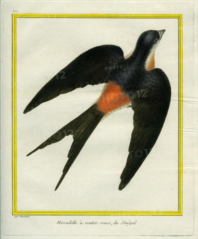 Red-breasted swallow