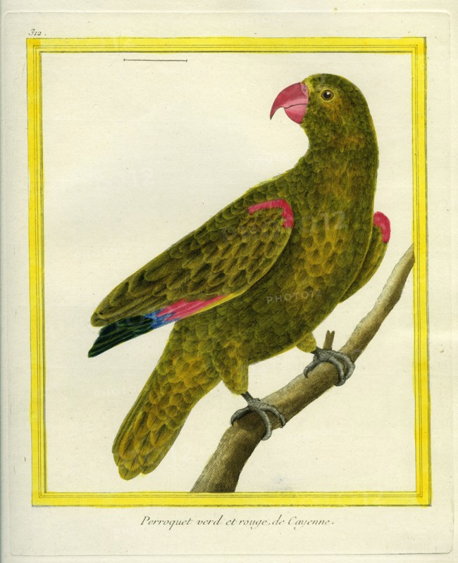 Perroquet vert et rouge de Cayenne