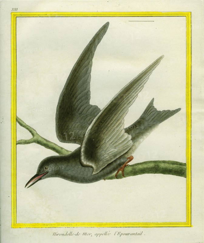 Hirondelle de Mer appelé l'Epouvantail