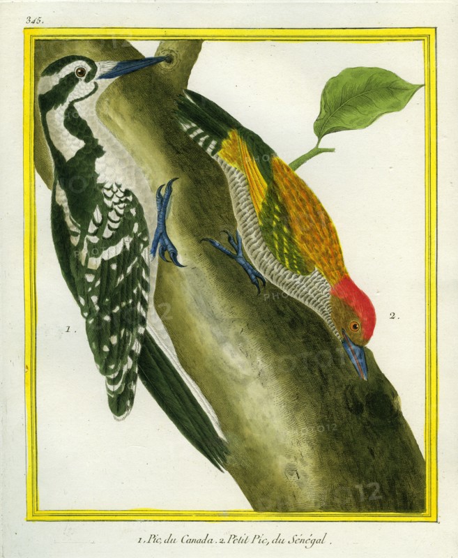 Striped Woodpecker and Little Green Woodpecker