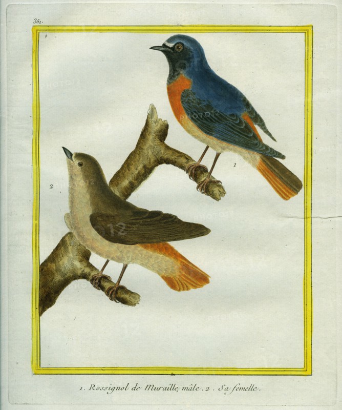 Male and Female Nightingale