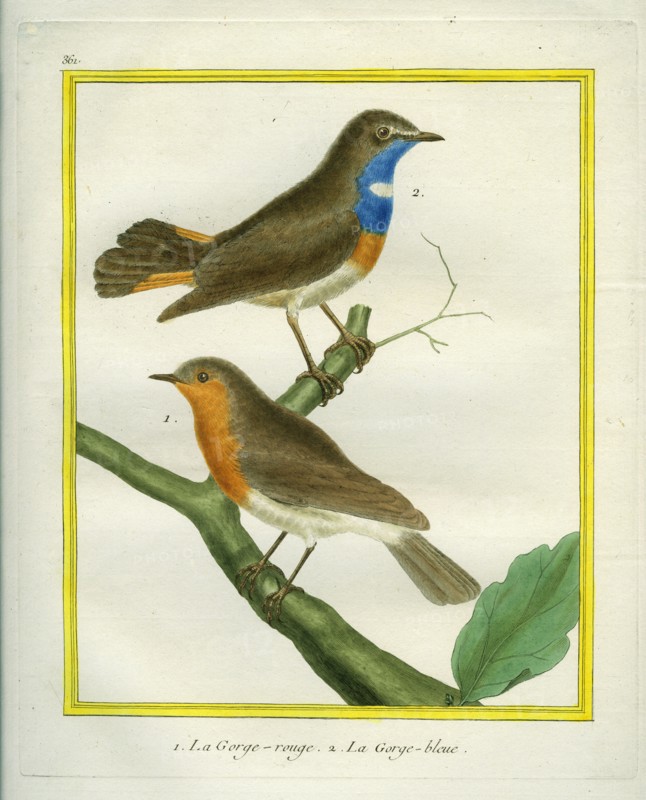 Rouge-Gorge et Gorge-bleue