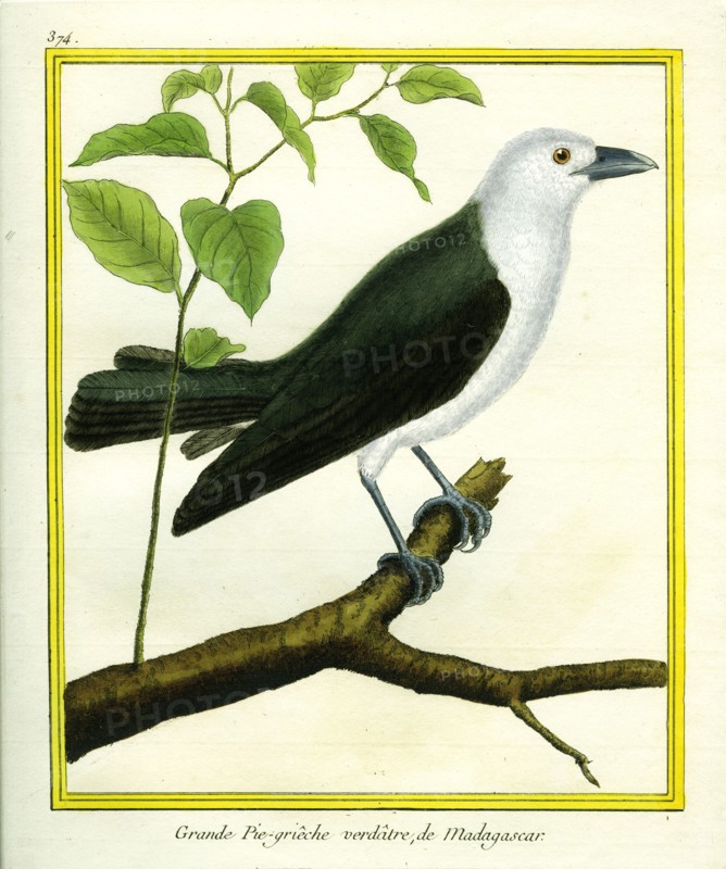 Grande Pie-grièche verdâtre de Madagascar