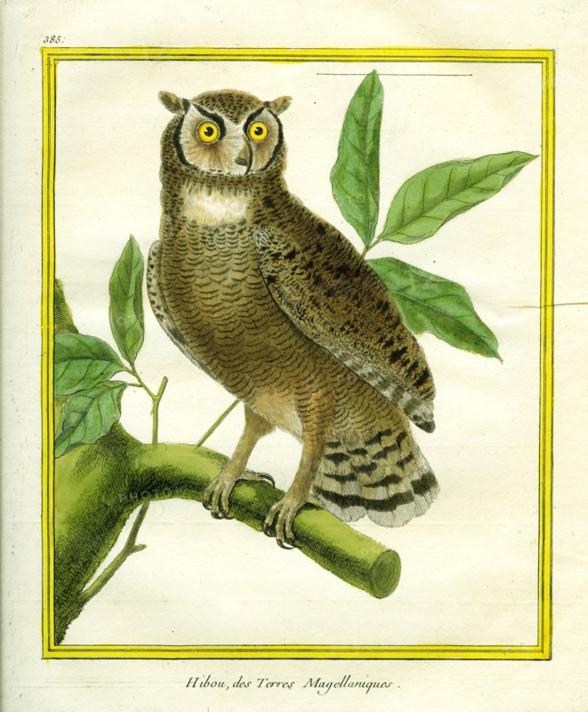 Magellanic Horned Owl