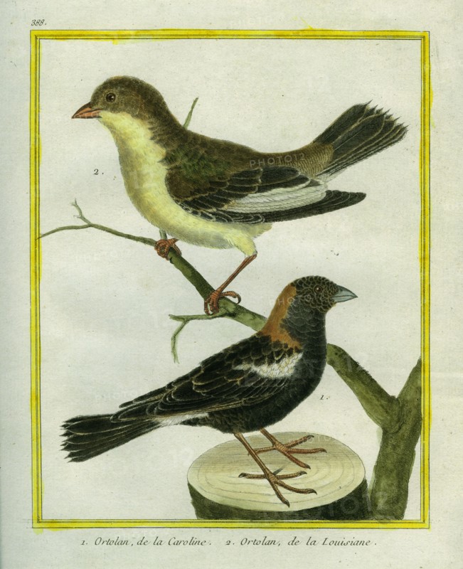 Ortolan de la Caroline et Ortolan de la Louisiane