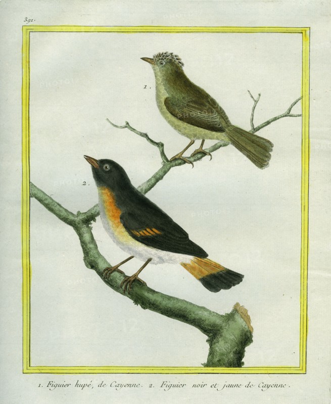 Figuier huppé et Figuier noir et jaune de Cayenne