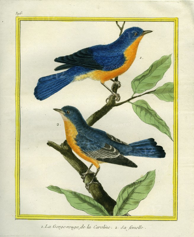 American Robin and the female