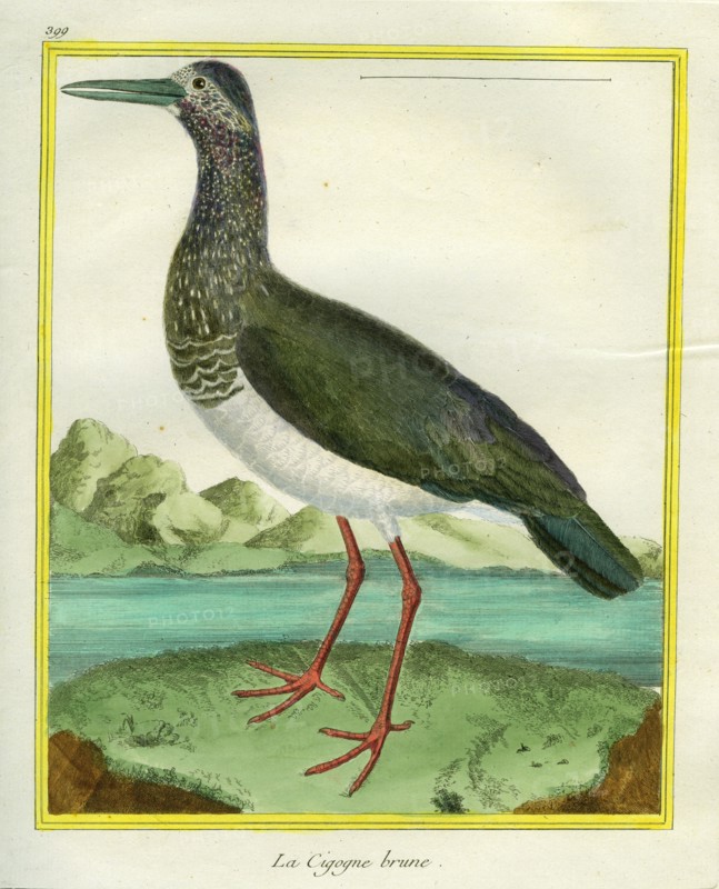 Stork