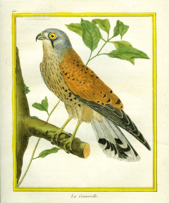 Kestrel