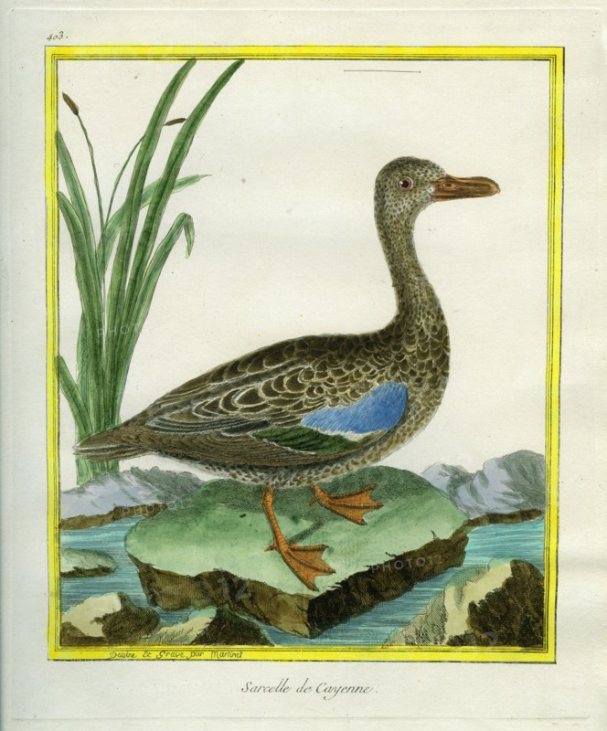 Yellow-billed Teal