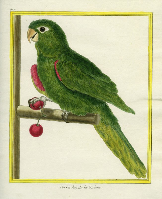 Perruche de la Guyane