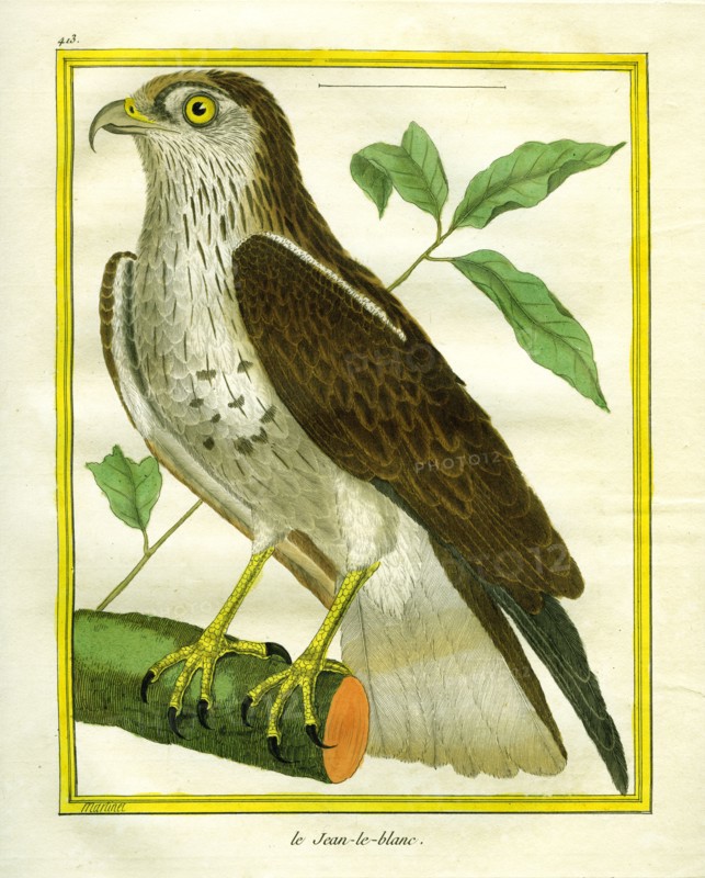 Short-toed Snake Eagle