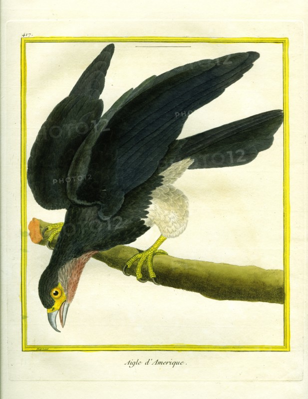 L'Aigle d'Amérique