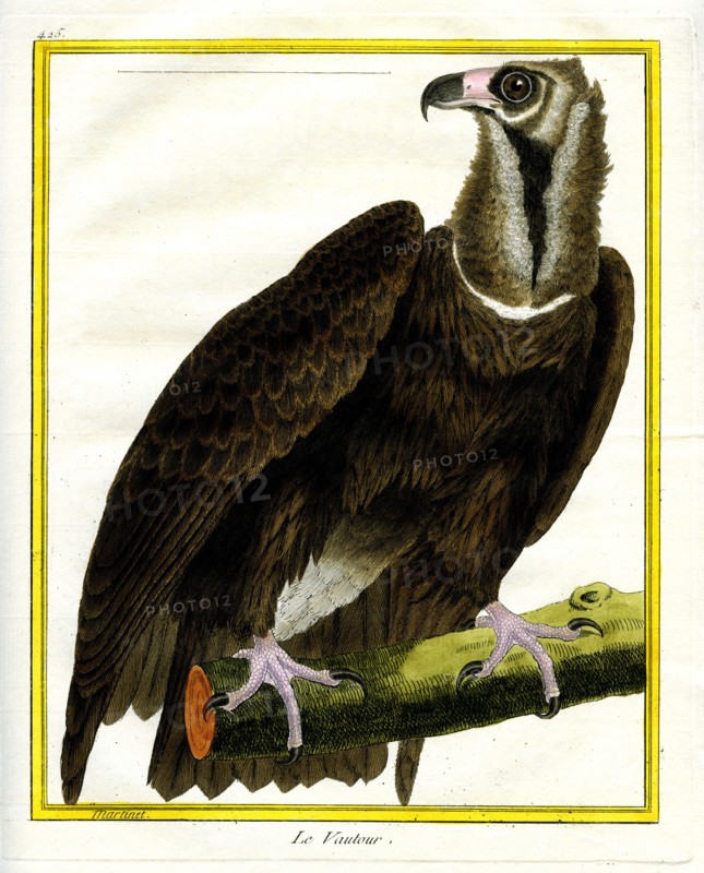 Le Vautour