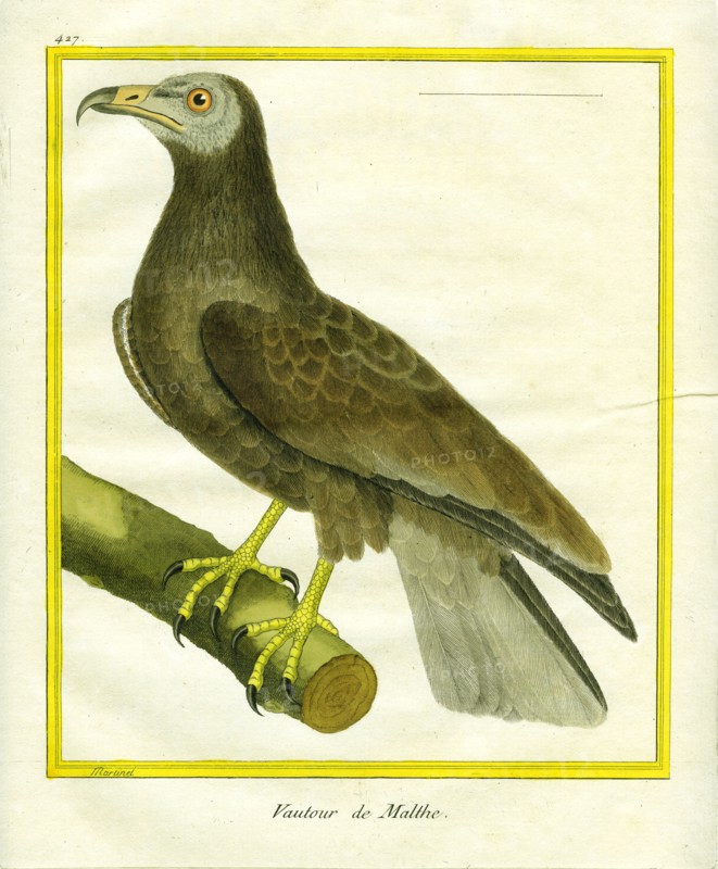Le Vautour de Malte
