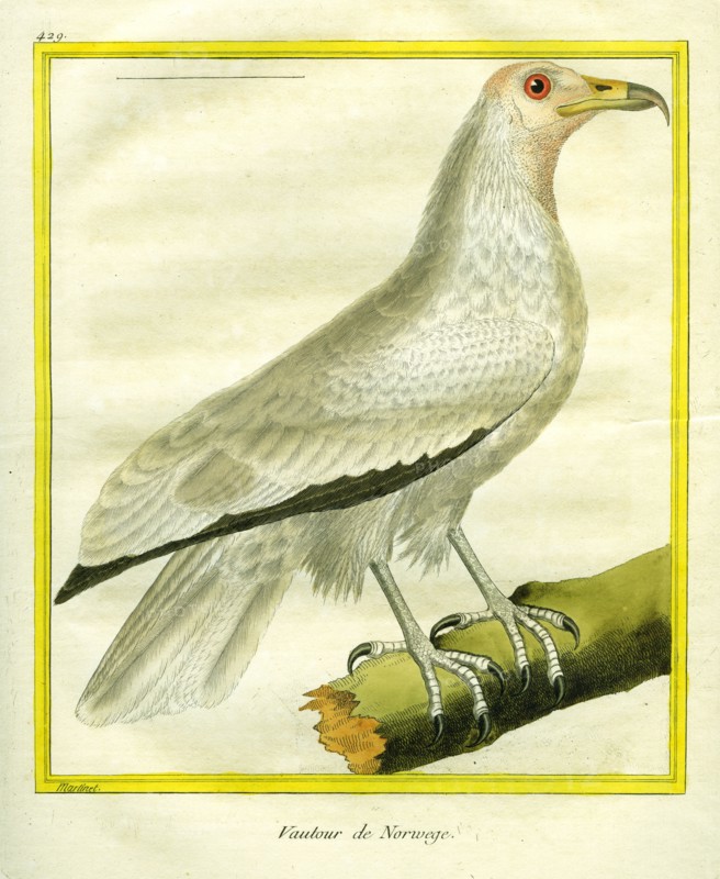 Le Vautour de Norvège