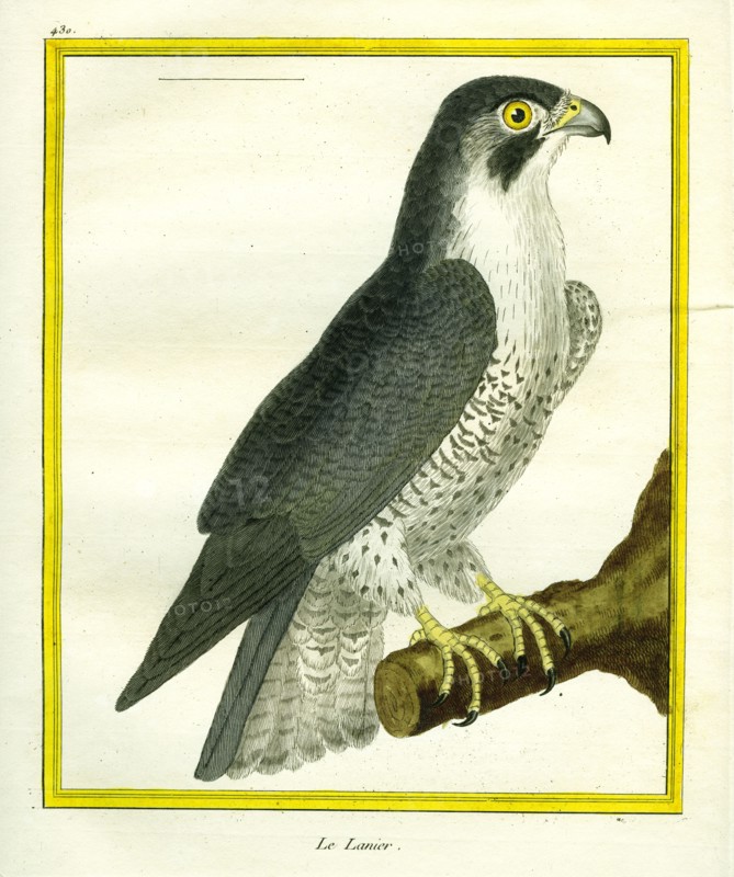 Lanner Falcon